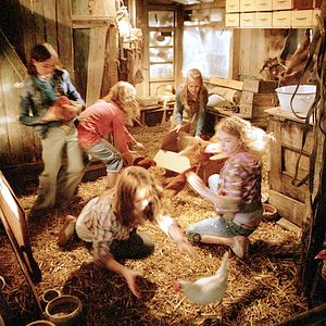 Foto Die wilden Hühner