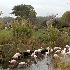 Foto Doctora en el zoo