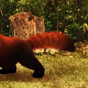 Foto Copito de nieve