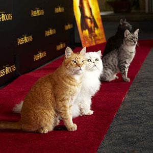 Foto El gato con botas