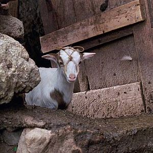 Foto Le Quattro Volte