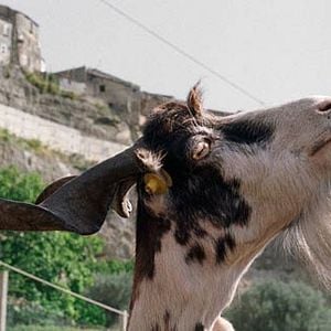 Foto Le Quattro Volte