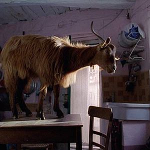 Foto Le Quattro Volte