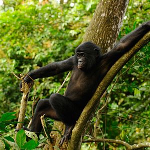 Foto Bonobos