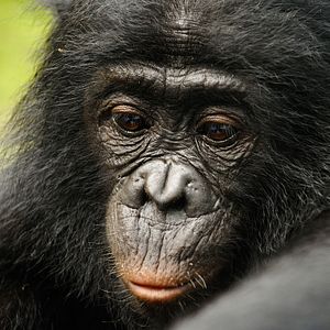 Foto Bonobos