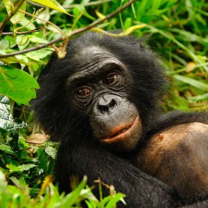 Foto Bonobos