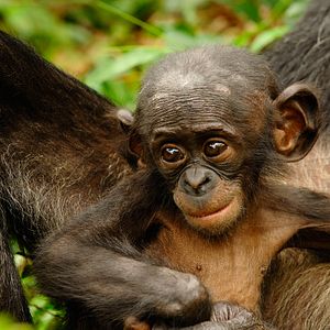 Foto Bonobos