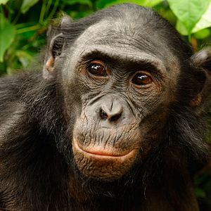 Foto Bonobos