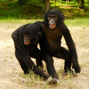 Foto Bonobos