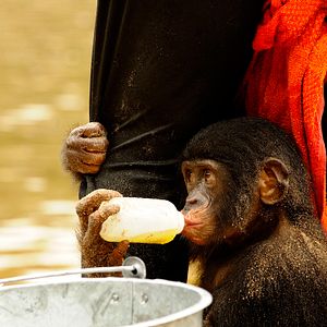 Foto Bonobos