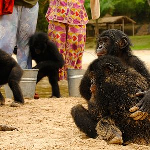 Foto Bonobos