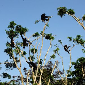 Foto Bonobos