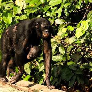Foto Bonobos