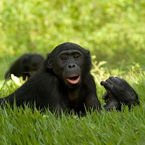 Foto Bonobos