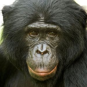 Foto Bonobos