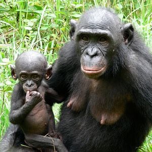 Foto Bonobos