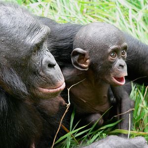 Foto Bonobos