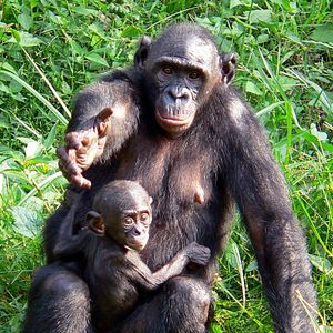Foto Bonobos