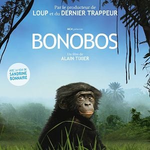 Foto Bonobos
