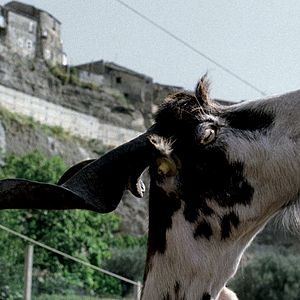 Le Quattro Volte - Película 2010