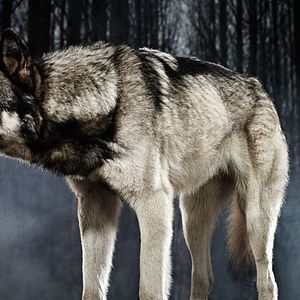 Foto Riese: Kingdom Falling