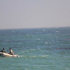 Foto Megatiburón vs Crocosaurio