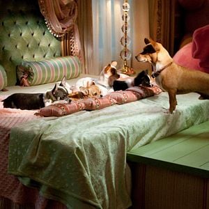 Foto Un chihuahua en Beverly Hills 2