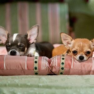 Foto Un chihuahua en Beverly Hills 2