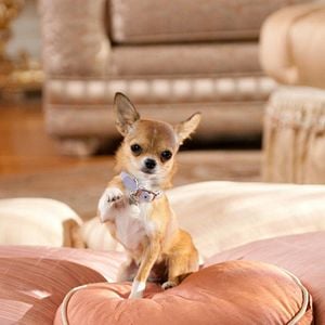 Foto Un chihuahua en Beverly Hills 2