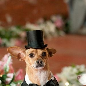 Foto Un chihuahua en Beverly Hills 2