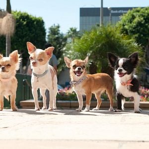 Foto Un chihuahua en Beverly Hills 2
