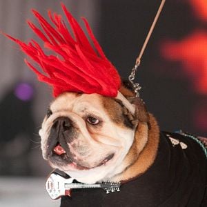 Foto Un chihuahua en Beverly Hills 2