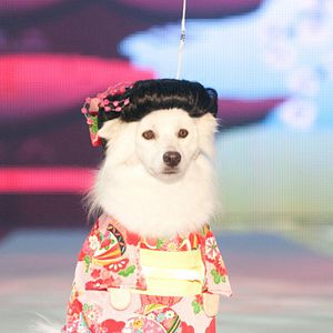 Foto Un chihuahua en Beverly Hills 2