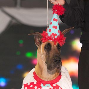 Foto Un chihuahua en Beverly Hills 2