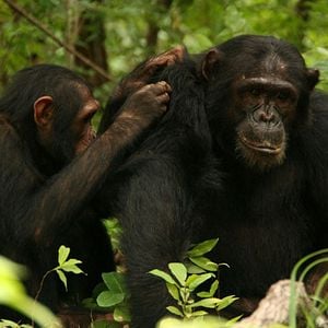 Foto El viaje de Jane