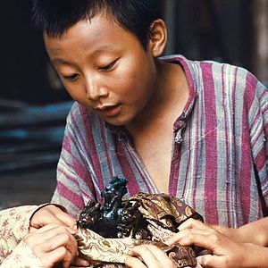 Foto El equipo tigre: la montaña de los mil dragones