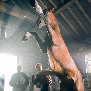 Foto War Horse (Caballo de batalla)