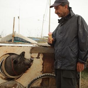 Foto Un cerdo en Gaza