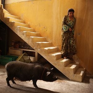 Foto Un cerdo en Gaza