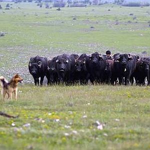 Foto Ivan Tscherkelov