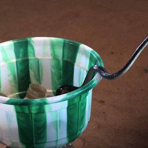 Foto Le Songe de Poliphile