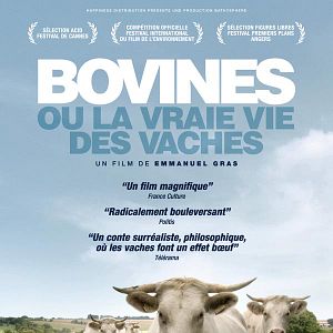 Foto Bovines