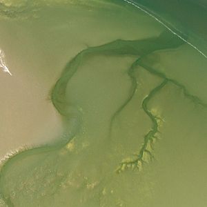 Foto Die Nordsee von oben