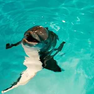 Foto La gran aventura de Winter el delfín