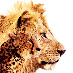 Foto Grandes Felinos Africanos: El reino del coraje