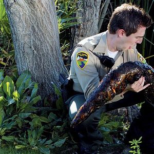 Foto Mega Python vs. Gatoroid