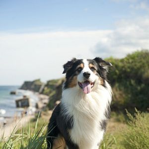 Foto Las aventuras de Los Cinco