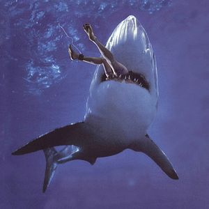 Foto El tiburón del pantano