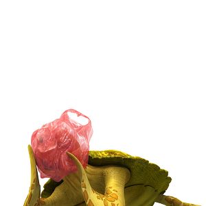 Foto Un pez fuera del mar