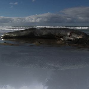 Foto ¡Vivan las Antipodas!